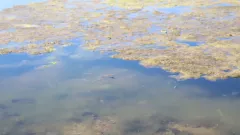 "Лебеди плавают в мусоре". Видео с цветущим водоёмом в центральном парке Астаны прокомментировали в акимате