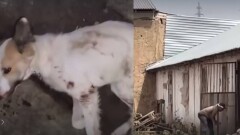 Избил собаку железным прутом: экс-сотрудника службы отлова осудили в Шымкенте