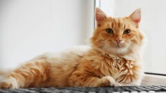 Кошка сбежала из переноски и потерялась в аэропорту Астаны: питомца ищут целый месяц