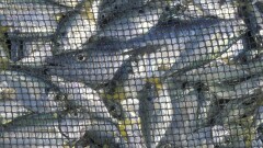 В Казахстане планируют передать некоторые рыбохозяйственные водоёмы бизнесменам