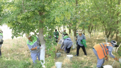 "Таза Казахстан": как жители Туркестанской области помогают экологии