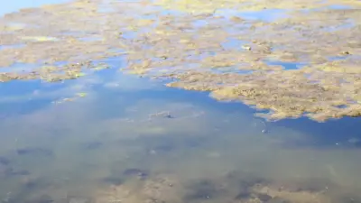 "Лебеди плавают в мусоре". Видео с цветущим водоёмом в центральном парке Астаны прокомментировали в акимате