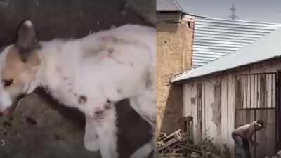 Избил собаку железным прутом: экс-сотрудника службы отлова осудили в Шымкенте