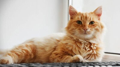 Кошка сбежала из переноски и потерялась в аэропорту Астаны: питомца ищут целый месяц