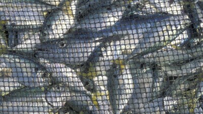 В Казахстане планируют передать некоторые рыбохозяйственные водоёмы бизнесменам