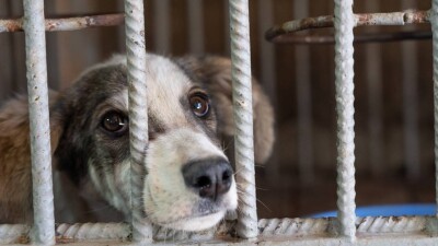 Миллионы собак пропадут с улиц Турции: их отправят в приюты или на усыпление