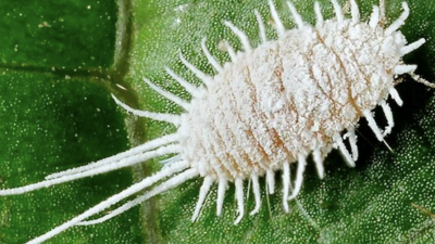 Сливы с насекомыми обнаружили на границе с Кыргызстаном