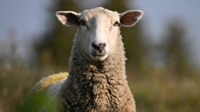 Курбан айт − 2024: где можно совершить обряд жертвоприношения в Алматы