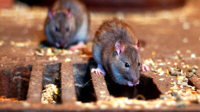 Нашествие крыс в мегаполисах из-за тёплой зимы: когда и как с ними начнут бороться в Алматы и Астане