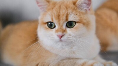 Кошка сбежала из переноски и потерялась в аэропорту Астаны: поиски длятся уже шесть дней