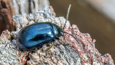 Более 170 детей из Атырауской области возвращают домой из-за нашествия жуков в пансионате