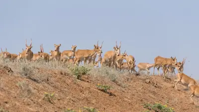 Осуждённые за ловлю сайгаков подпадут под амнистию, но причинённый ущерб им не простят