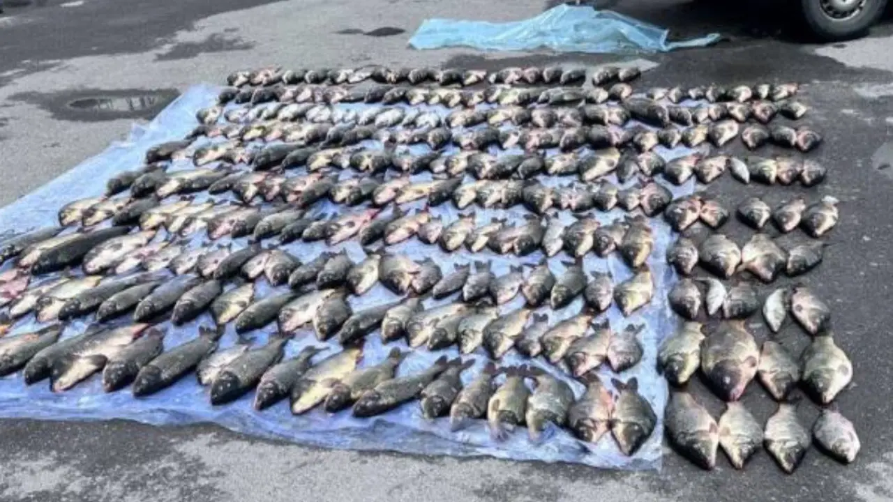 Наловили больше тонны: 16 казахстанцев задержали за незаконную добычу рыбы