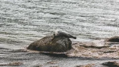 Мёртвых тюленей продолжают находить на побережье Каспийского моря