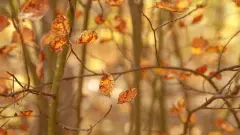 Ночные заморозки прогнозируют на севере и востоке Казахстана