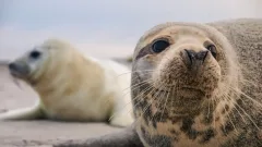 156 тюленей изымут для научных исследований в Казахстане