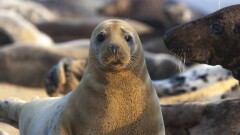 63 пойманных браконьерами тюленя изъяли пограничники КНБ