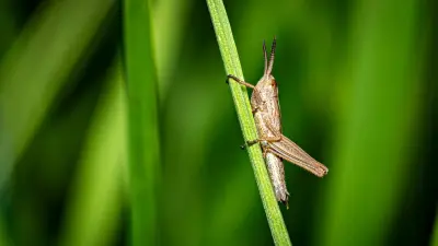 Минсельхоз: Видео с нашествием саранчи проходят проверку, большинство не подтверждается