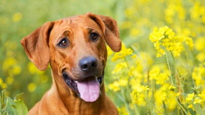 Тёплая погода ожидает казахстанцев в праздники