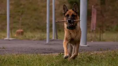 Площадка для выгула собак может появиться возле Сайрана в Алматы