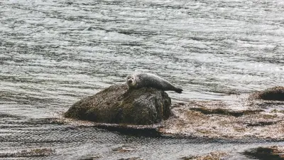 Мёртвых тюленей продолжают находить на побережье Каспийского моря