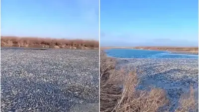 Сильные морозы привели к массовой гибели рыбы в озере Сарыайдын в ЗКО