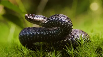 Змеи держат в страхе жителей Шымкента: что делать при укусе