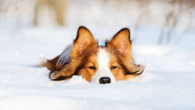 25-градусные морозы прогнозируют синоптики в Казахстане