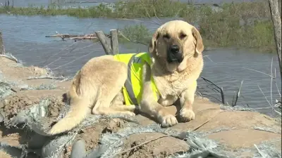 Дело о гибели пса Пшона, который помогал во время паводков и стал народным героем, закрыли