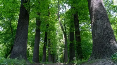 Когда спонсор завершит благоустройство рощи Баума в Алматы