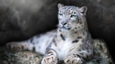 "Не понравился ракурс?" Снежный барс "поправил" фотоловушку в горах ВКО