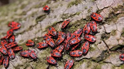 Нашествие жуков в Казахстане: откуда появились насекомые, ответили в Минсельхозе