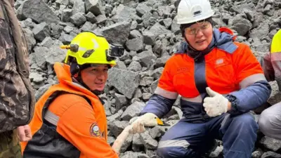 Спасатели помогли лебедю, застрявшему в котловане горнодобывающего предприятия в Кокшетау