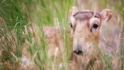 "Не сокращение вида, а управление экосистемой". В Казахстане решили регулировать численность сайгаков
