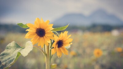 В каких регионах Казахстана станет прохладнее в ближайшие дни