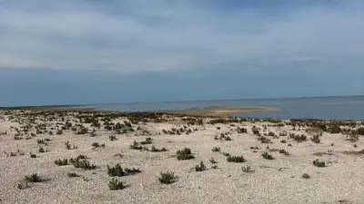 Птицы массово погибли в природном резервате "Акжайык": специалисты выясняют причину