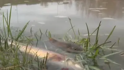 Сброс кислоты мог стать причиной массовой гибели рыбы в реке Шымкента: экологи ищут виновных