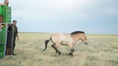 В Казахстан привезли ещё восемь лошадей Пржевальского