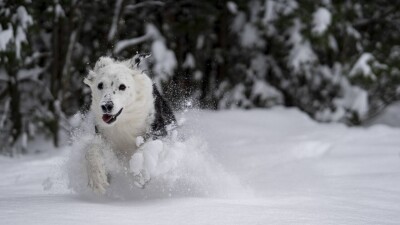 Казахстанцев ждут снежные и ветреные выходные