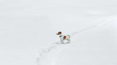 Метели и усиление ветра прогнозируют синоптики в Казахстане
