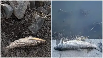 Мёртвую рыбу обнаружили на берегу реки Есиль в Астане