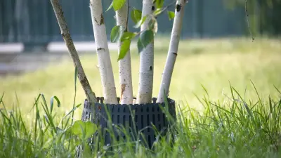 Общегородской субботник объявили в Алматы