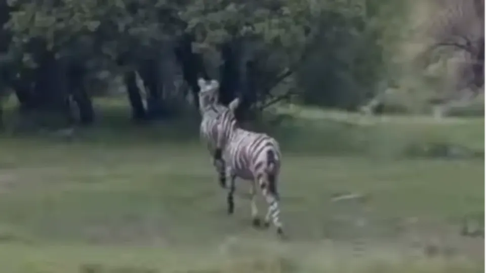 Кадр видео @ok__freedom в Instagram