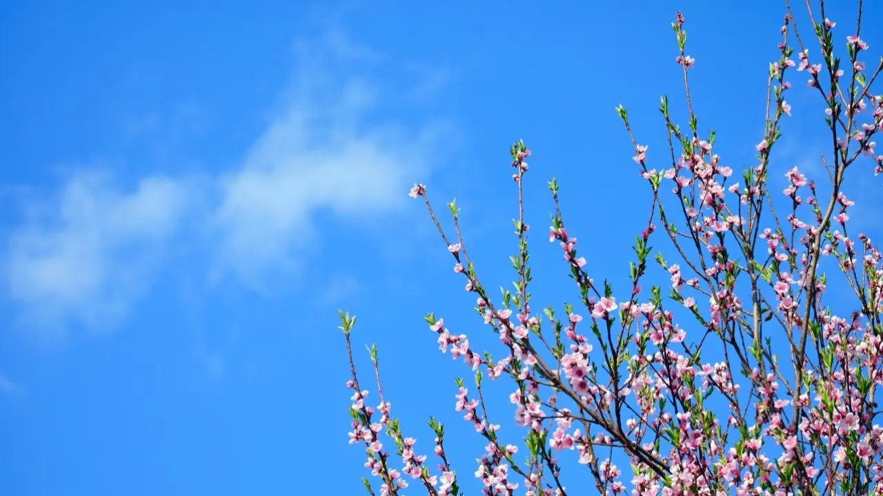 30-градусная жара придёт в некоторые регионы Казахстана