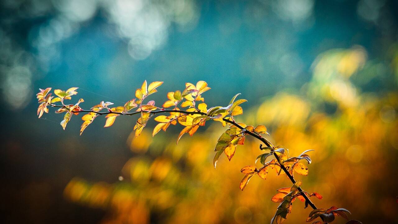 До 20 градусов потеплеет на юге Казахстана