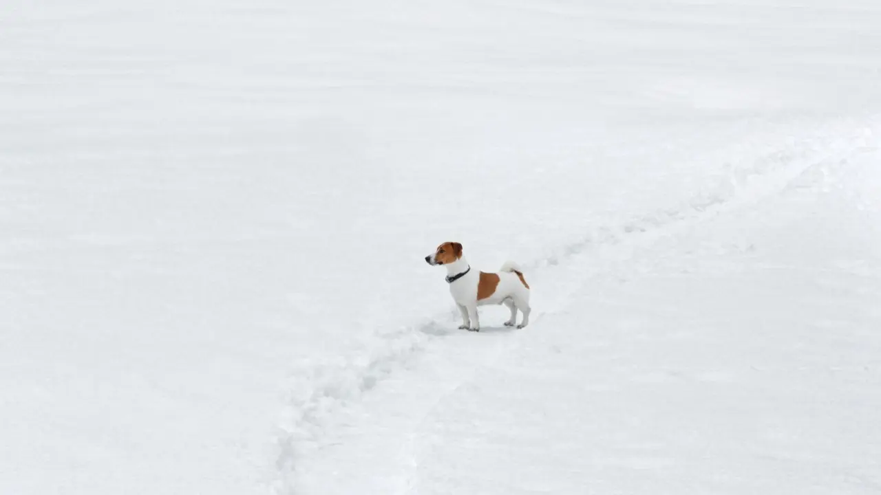 Метели и усиление ветра прогнозируют синоптики в Казахстане