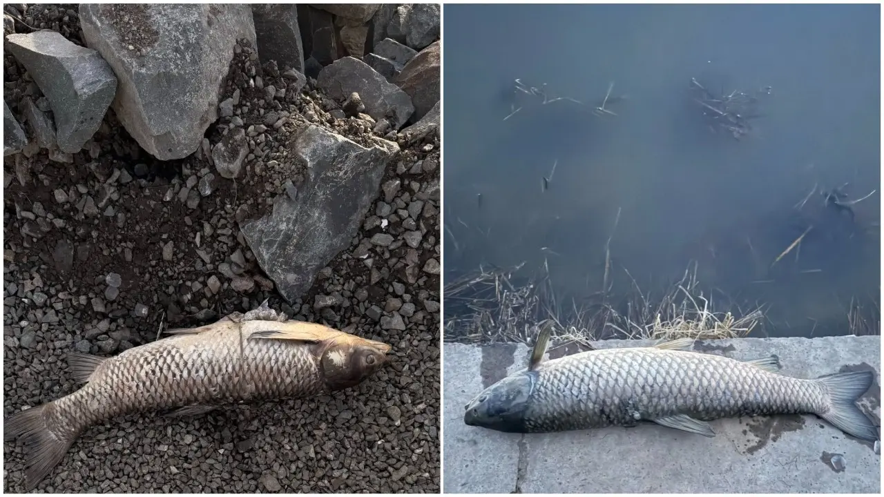 Мёртвую рыбу обнаружили на берегу реки Есиль в Астане