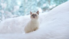 Прогноз погоды на 9 февраля: морозный день без осадков ожидает жителей большинства регионов Казахстана