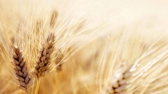Казахстан расширяет экспорт сельхозпродукции за пределы традиционных рынков