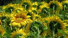 Прогноз погоды на 29 июня: дожди, грозы и жара до +34°C ожидаются в Казахстане